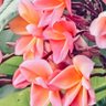 Just Deb 🦋 profil fotoğrafı