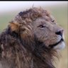 Elon Tusks profil fotoğrafı