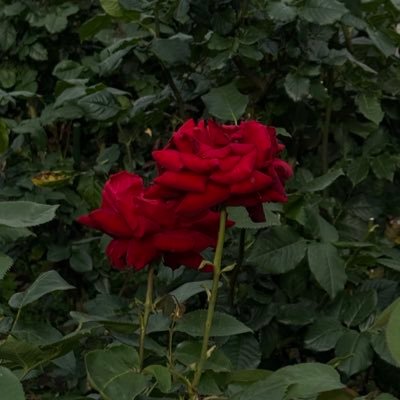 ay's profile picture