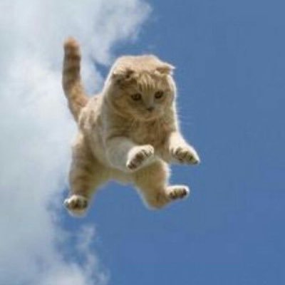 pulodogato0's profile picture