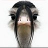 خانوم لوبیا's profile picture
