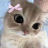 เบบี้เบคอน🐰🍀's profile picture