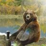 Stoic Silver Bear 的头像