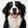 Profilbild von Max