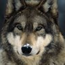 Profilbild von Holier Wolf