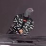Profilbild von The Schizo Pigeon
