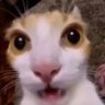 Profilbild von TwitBnuuy
