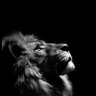 Ekrem's profile picture