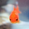Profilbild von ming