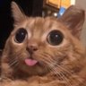 wp's profile picture