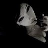 Fayllen๐'s profile picture