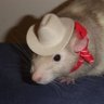 willard/theo's profile picture