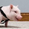 Chris P. Bacon's profile picture