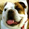 Chloe the Bulldog's profile picture