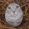 Фото профиля egg cat