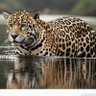 JAGUAR's profile picture