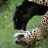 Anlamadimmprenses's profile picture