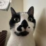 sleepy sam's profile picture