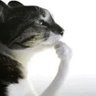 Profilbild von V