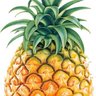 Pineapple Trader 🍍 的头像
