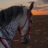 🇵🇸|🇸🇾|🐎's profile picture