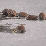 5 or 6 muskrats profil fotoğrafı