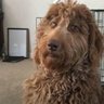 Roostan's profile picture
