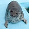 Profilbild von Seal
