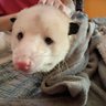 Possum Bossum profil fotoğrafı