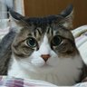ポコとにゃん太's profile picture