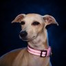 FiFi secuestrada's profile picture