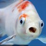 Profilbild von ADFISH