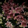 Фото профиля سُلاف