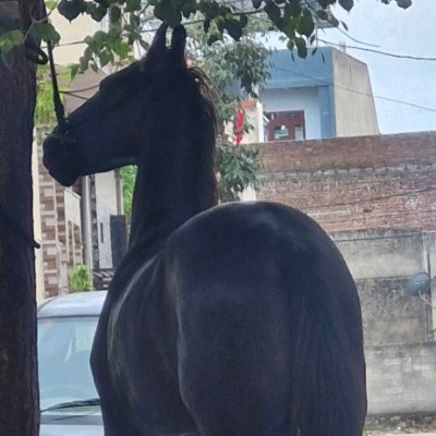 aamliNSS's profile picture