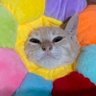 Фото профиля meow 🐯