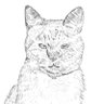 あんもないと蕎麦 profil fotoğrafı