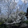 Фото профиля 桜の代紋