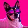 Tender Kaalos's profile picture