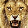 Lion 的头像