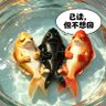 锦鲤 1988 的头像