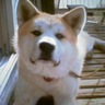 kimitaro 🐕🦺's profile picture