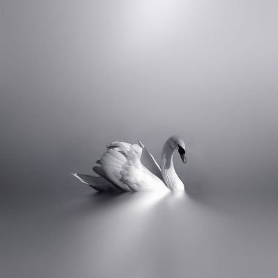 ally. 🦢's profile picture