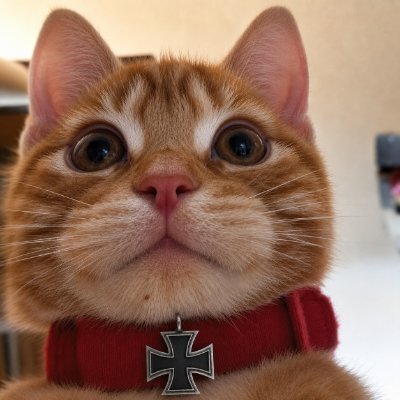 Armand Guérin's profile picture