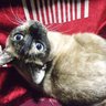 Profilbild von ねこリリー