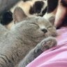 clarine's profile picture