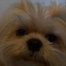 Profilbild von บู่บู้ของหม่ามี้
