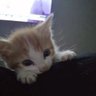 kitlen profil fotoğrafı