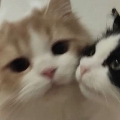 ne_ko_o03's profile picture