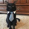 rolly's profile picture