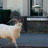 Street Goat 的头像